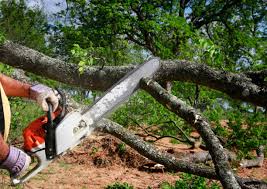 Best Storm Damage Tree Cleanup  in Winfield, TN