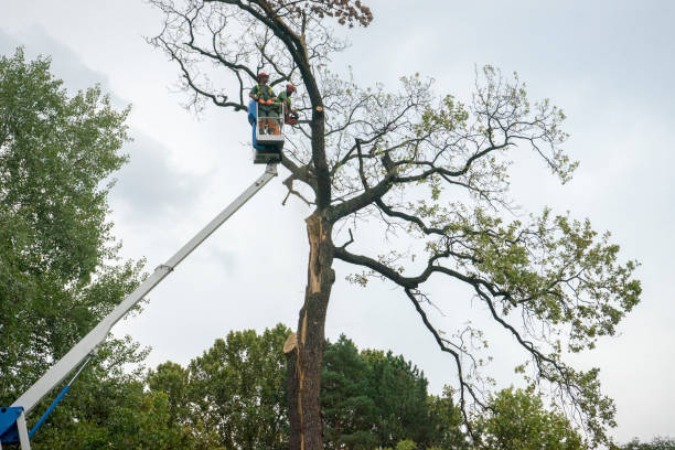 Best Seasonal Cleanup (Spring/Fall)  in Winfield, TN