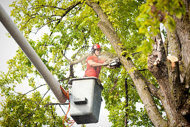 How Our Tree Care Process Works  in  Winfield, TN